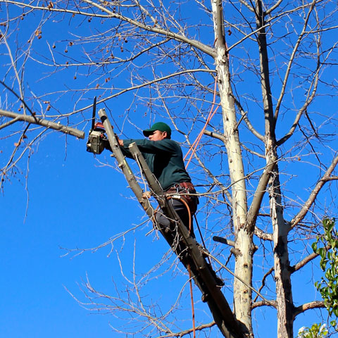 Arborist Services