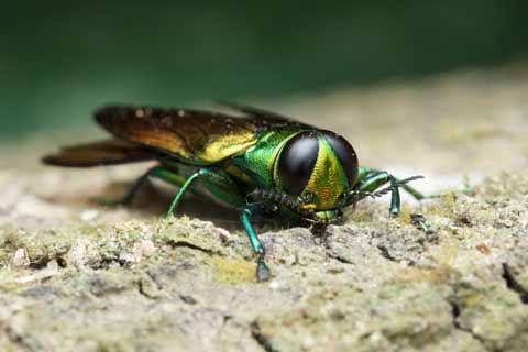 Emerald Ash Borer Toronto
