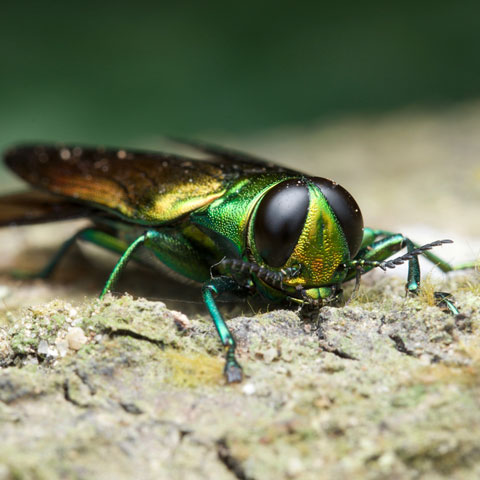 Emerald Ash Borer
