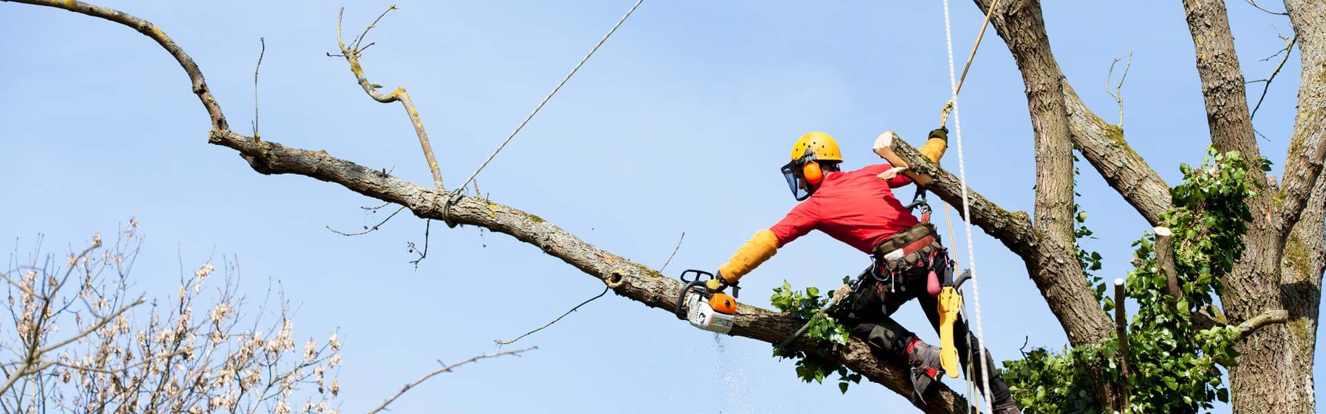 Arborist Tree Removal