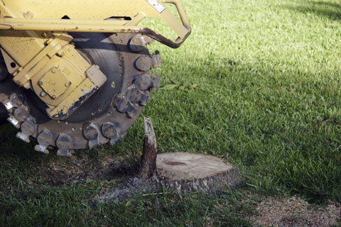 Stump Grinding