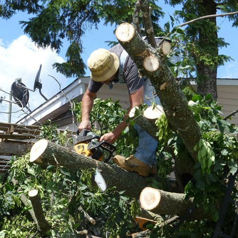 Toronto Arborists