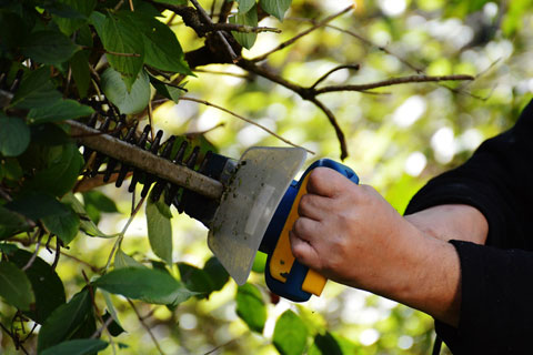 Tree Pruning Toronto