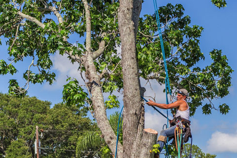 Tree Pruning