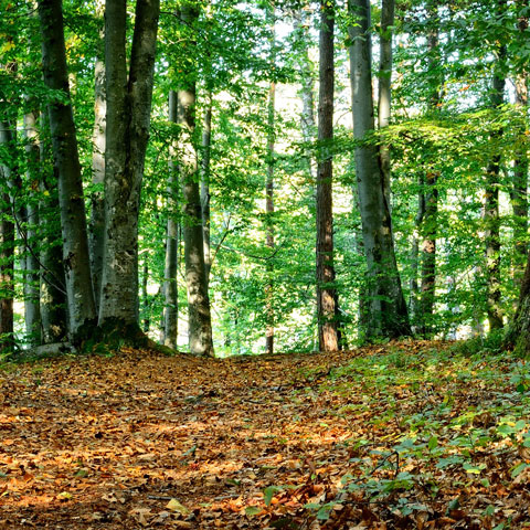 About Us - Twelve Oaks Tree Service - Toronto